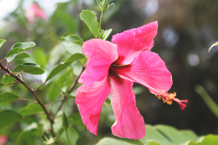 Rarotonga-Wedding-NZ--Photographer-10