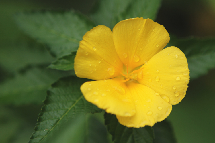 Rarotonga-Wedding-NZ--Photographer-11