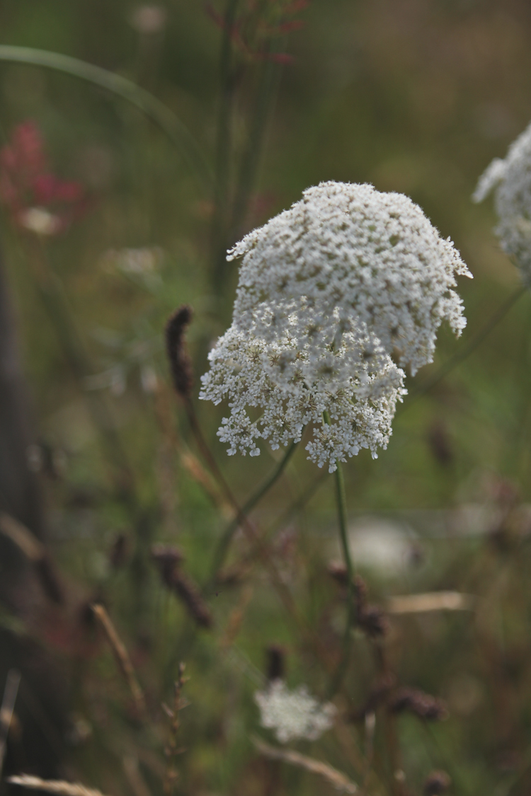waiheke-wedding-auckland-nz-108