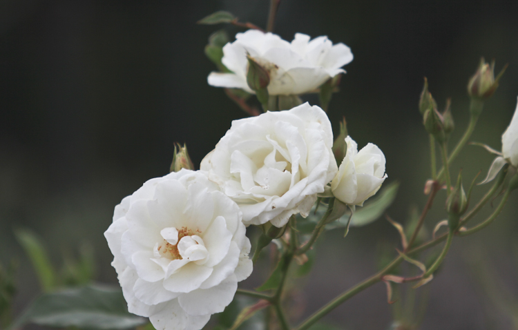 waiheke-wedding-auckland-nz-27