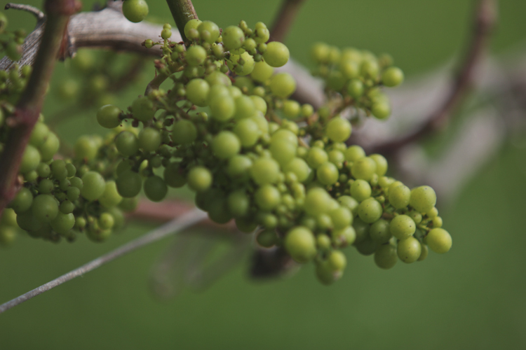 waiheke-wedding-auckland-nz-78