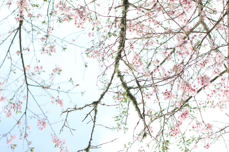 nz_wedding_engagement_cornwall_park-67