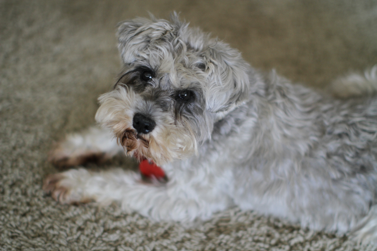 Mission_Bay_Wedding_NZ_Photography_-3