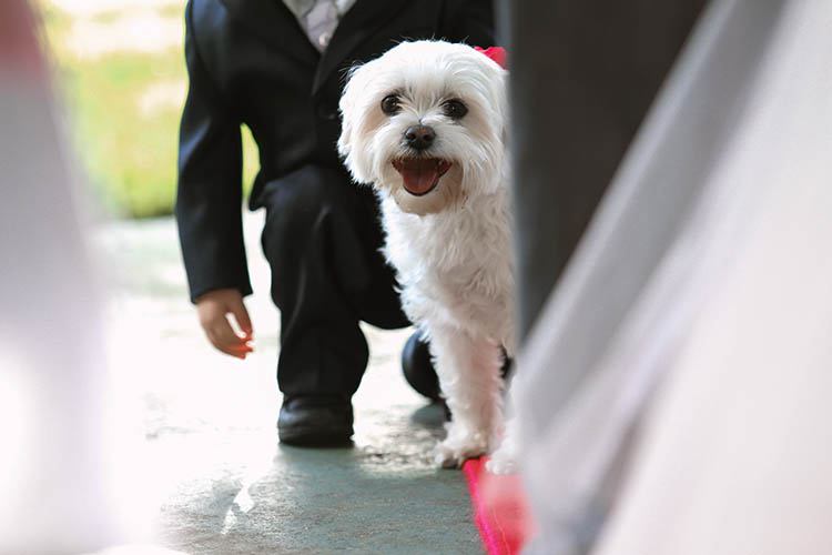 NZ_wedding_photographer_auckland_pets