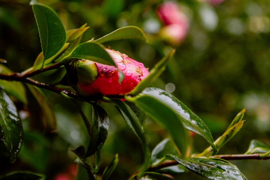 nz_wedding_st_leonards_mchughs-9