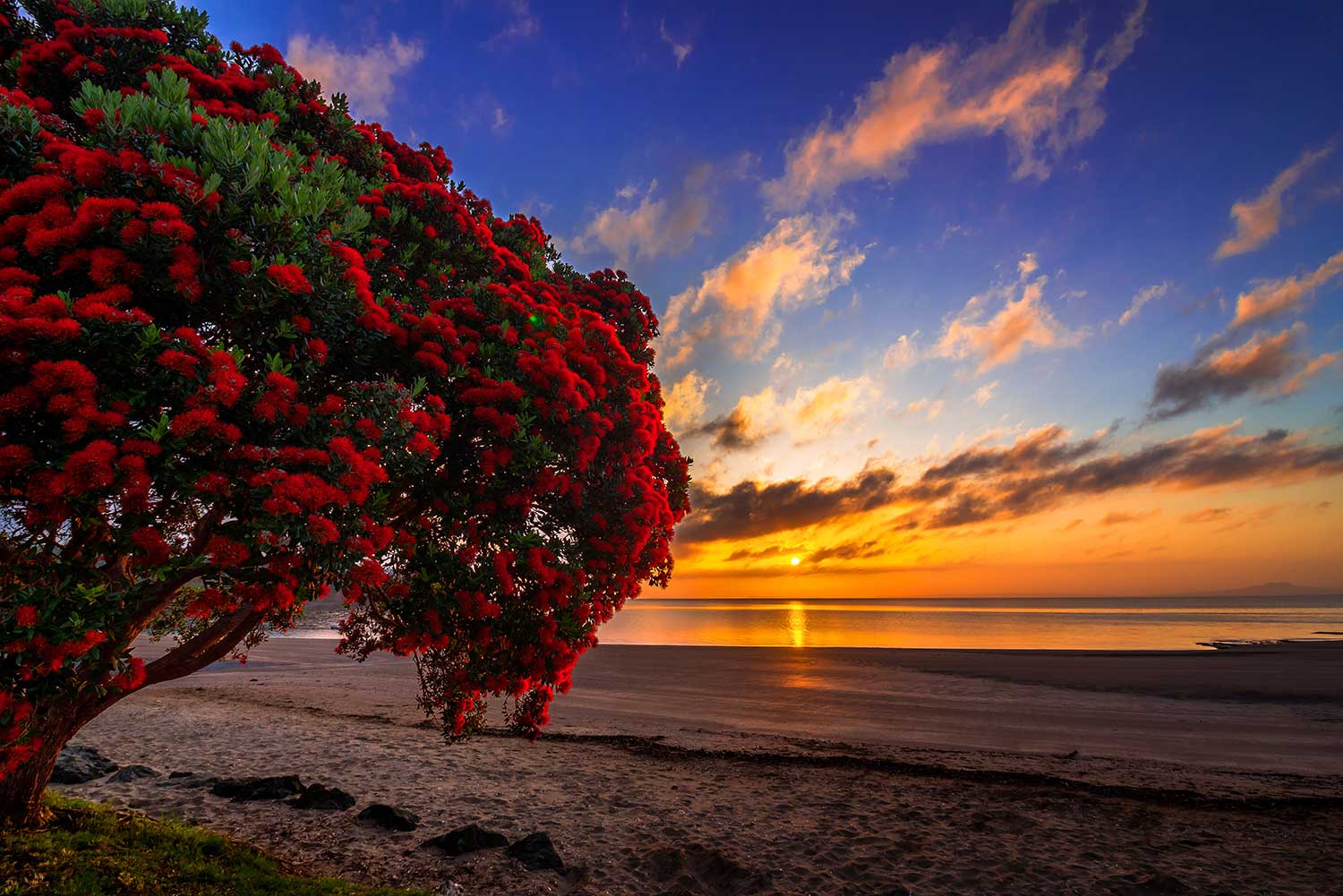 Auckland Wedding Photographer